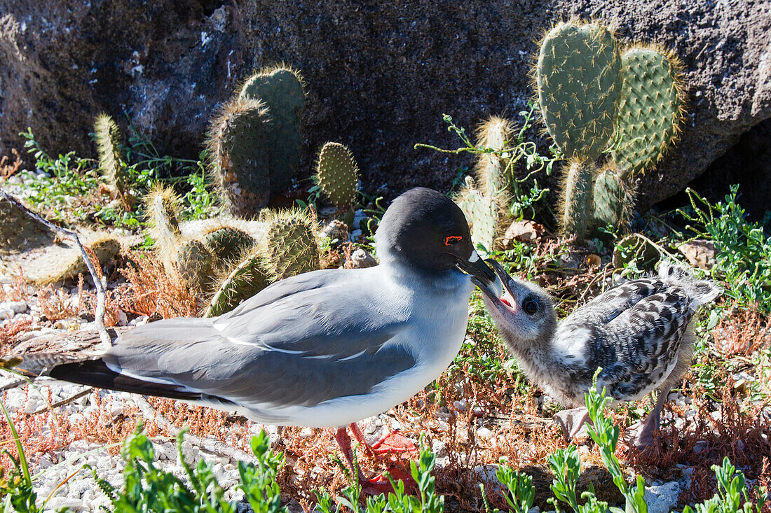 Gabelschwanzmöwe füttert Jungtier, Tower of Genovesa,  Galapagos Inseln, Ecuador, Südamerika