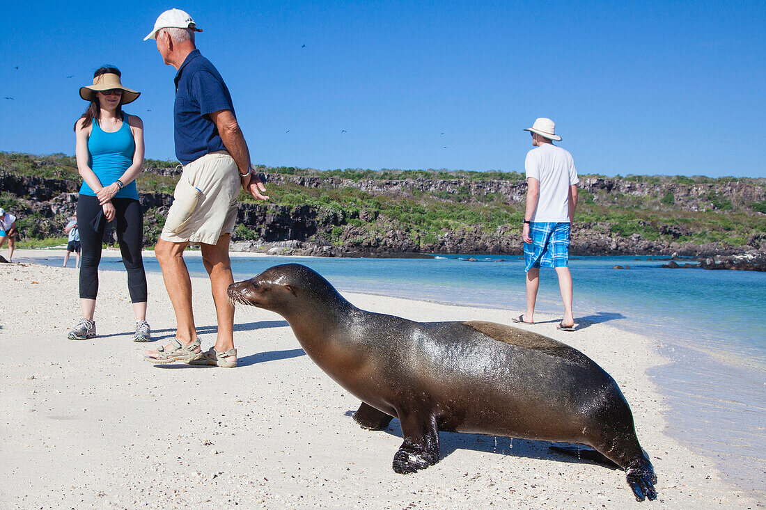 A sealion and tourists on the beach of the Island Tower of Genovesa, Galapagos, Ecuador, South America