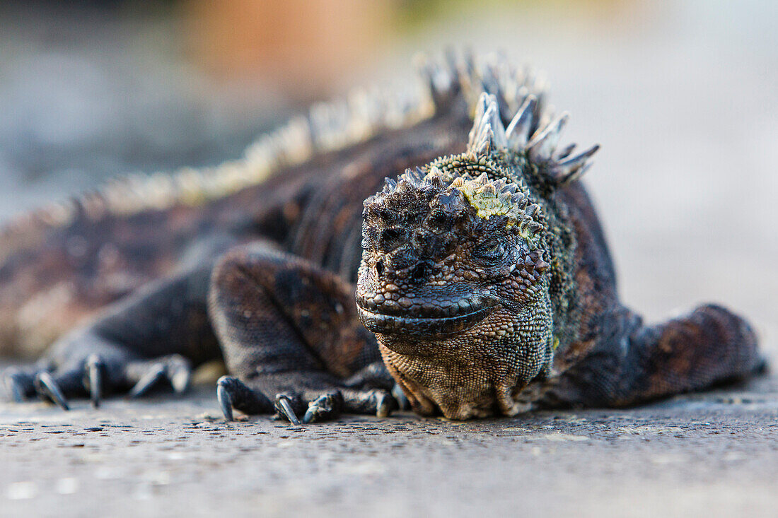 Marine Iguana on Bartolome Island, Galapagos, Ecuador, South America