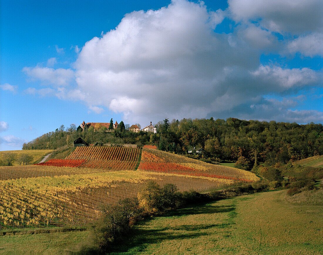 Vineyards of winery Schloss Frankenberg, Weigenheim, Middle Franconia, Bavaria, Germany, Europe