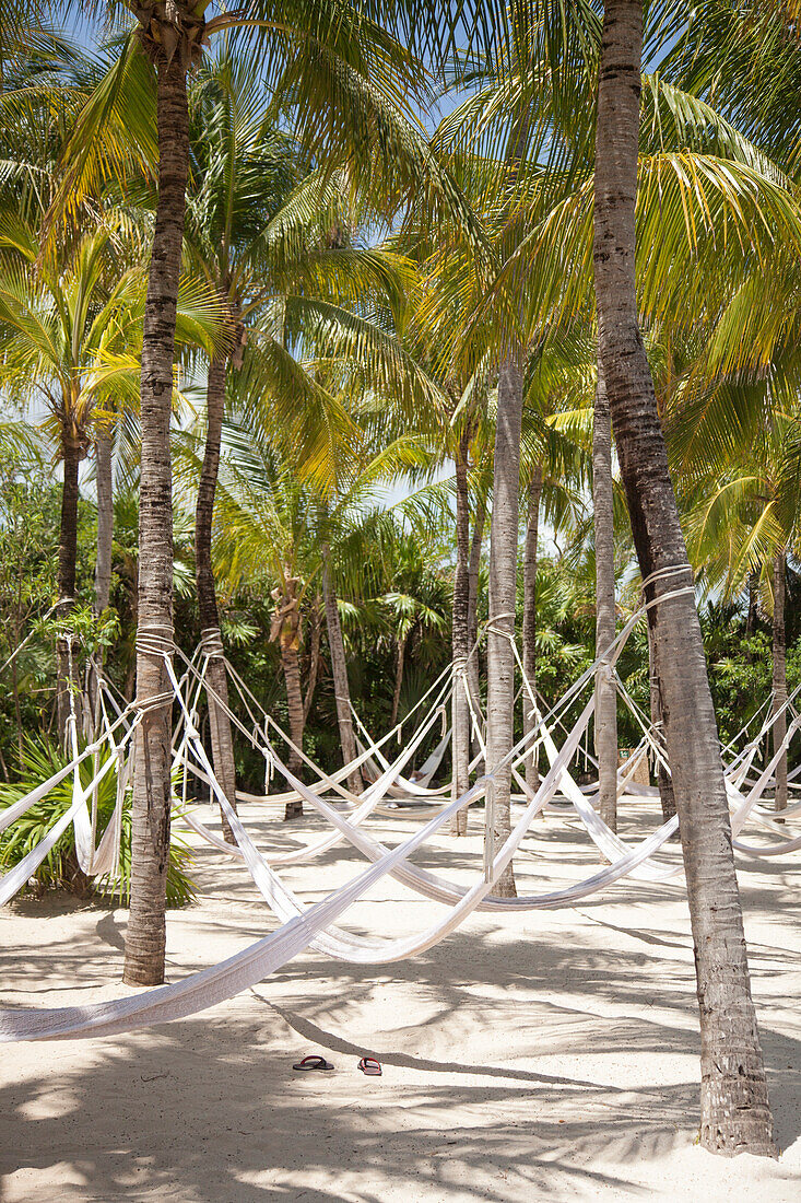 Hammocks hanging from coconut trees at Xel-Ha Water Park, Tulum, Riviera Maya, Quintana Roo, Mexico