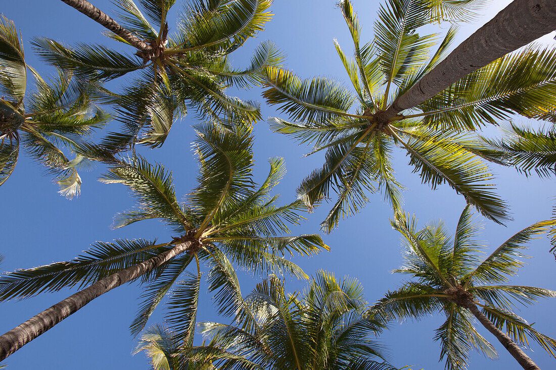Vertikaler Blick auf Palmen im Xel-Ha Park, Tulum, Riviera Maya, Quintana Roo, Mexiko, Mittelamerika