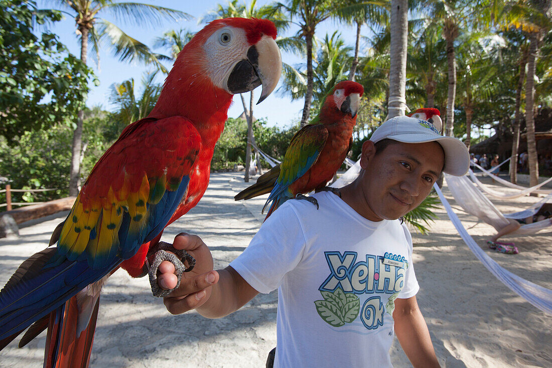 Ein Mann mit zwei Papageien, Ara macao, in der Hand und auf der Schulter im Xel-Ha Park, Tulum, Riviera Maya, Quintana Roo, Mexiko, Mittelamerika