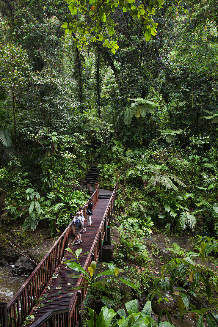 üppiger Regenwald mit Menschen auf Brücke über einem vom Carbet Wasserfall gespeisten Fluss im Parc National de la Guadeloupe, Basse-Terre, Guadeloupe, Karibik