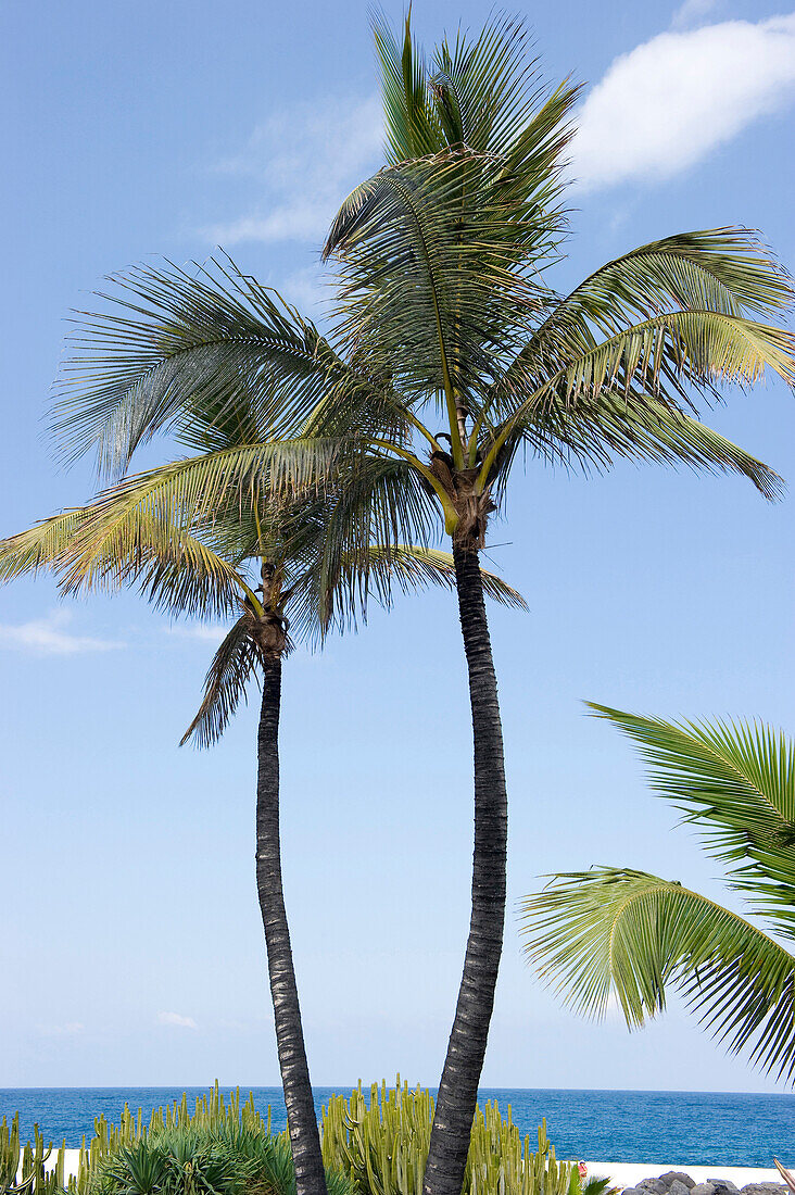 Palm trees at the Martianez Pools designed by Cesar Manrique, Puerto de la Cruz, Tenerife, Canary  Islands, Spain, Europe