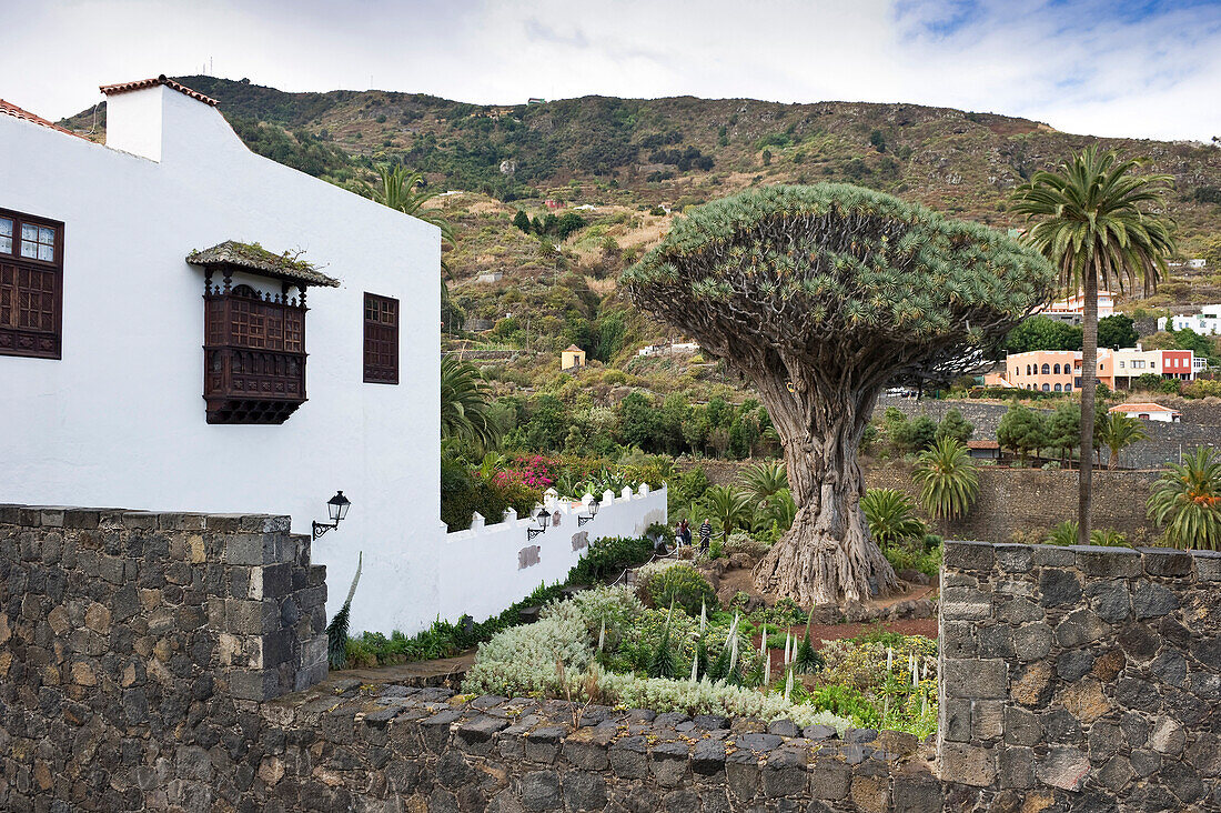 Drachenbaum an einem Haus, Icod de los Vinos, Teneriffa, Kanarische Inseln, Spanien, Europa