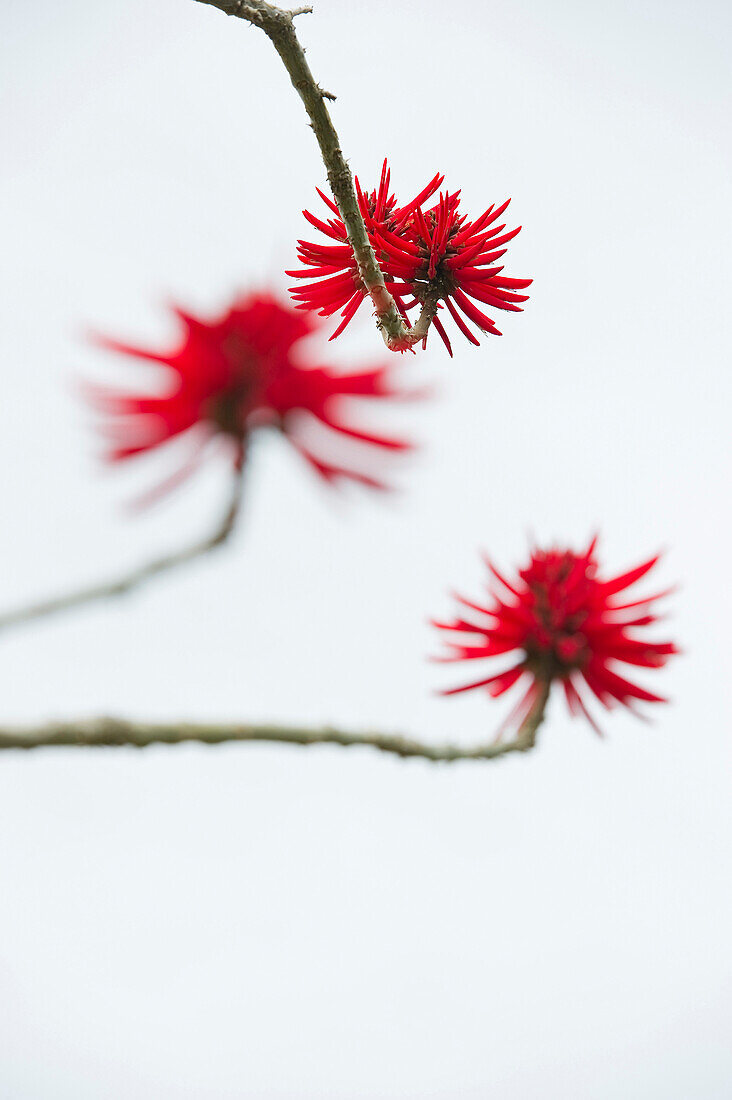 Korallenstrauch, Erythrina flabelliformis, Puerto de la Cruz, Teneriffa, Kanarische Inseln, Spanien, Europa