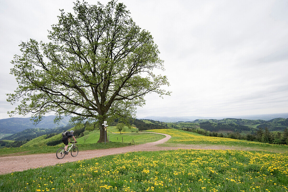 Landscape and mountainbiker near Freiamt in spring, Black Forest, Baden-Wuerttemberg, Germany, Europe