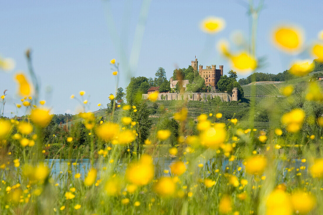 Schloss Ortenberg im Sonnenlicht, Ortenau, Schwarzwald, Baden-Württemberg, Deutschland, Europa