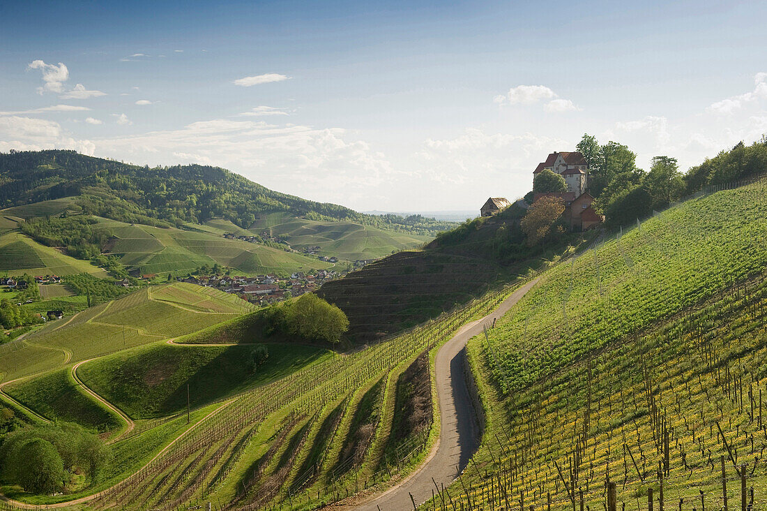 Vineyards and Staufenberg Castle, Durbach, Ortenau, Black Forest, Baden-Wuerttemberg, Germany, Europe