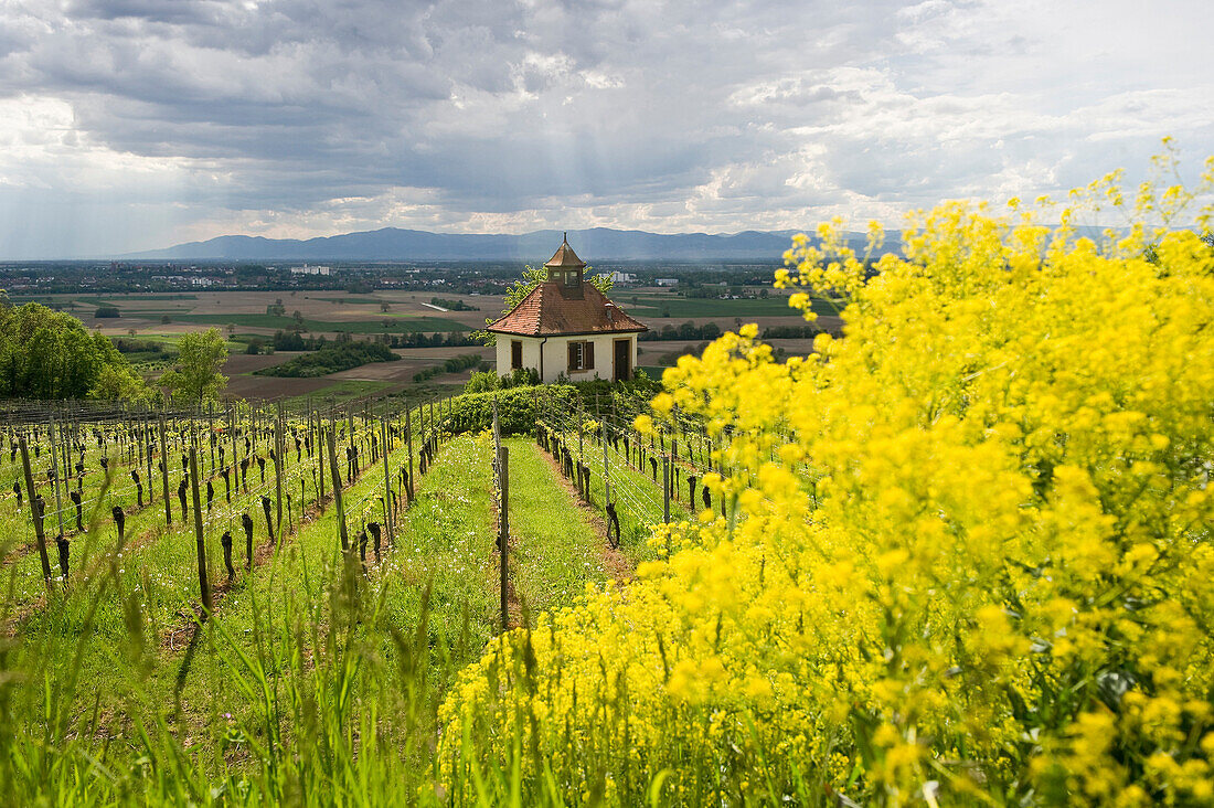 Kapelle im Weinberg unter Wolkenhimmel, Kaiserstuhl, Baden-Württemberg, Deutschland, Europa