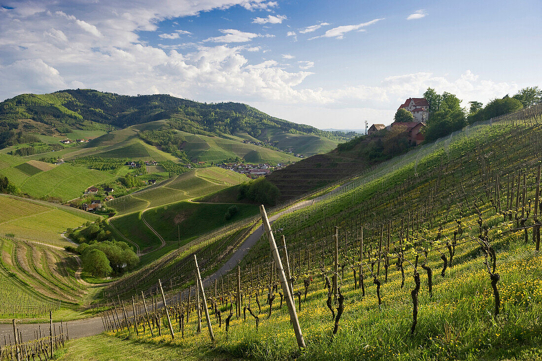 Vineyards and Staufenberg Castle, Durbach, Ortenau, Black Forest, Baden-Wuerttemberg, Germany, Europe