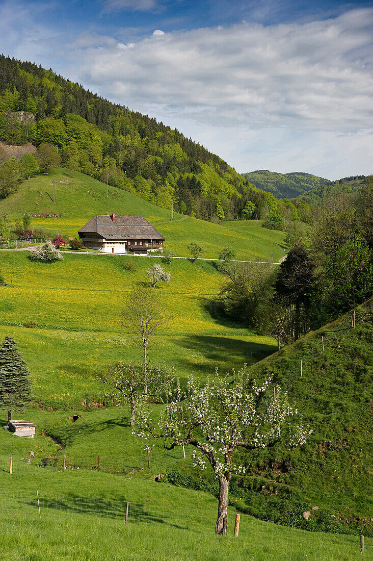 Idyllische Landschaft und Bauernhäuser in Präg, nähe Todtnau, Schwarzwald, Baden-Württemberg, Deutschland, Europa