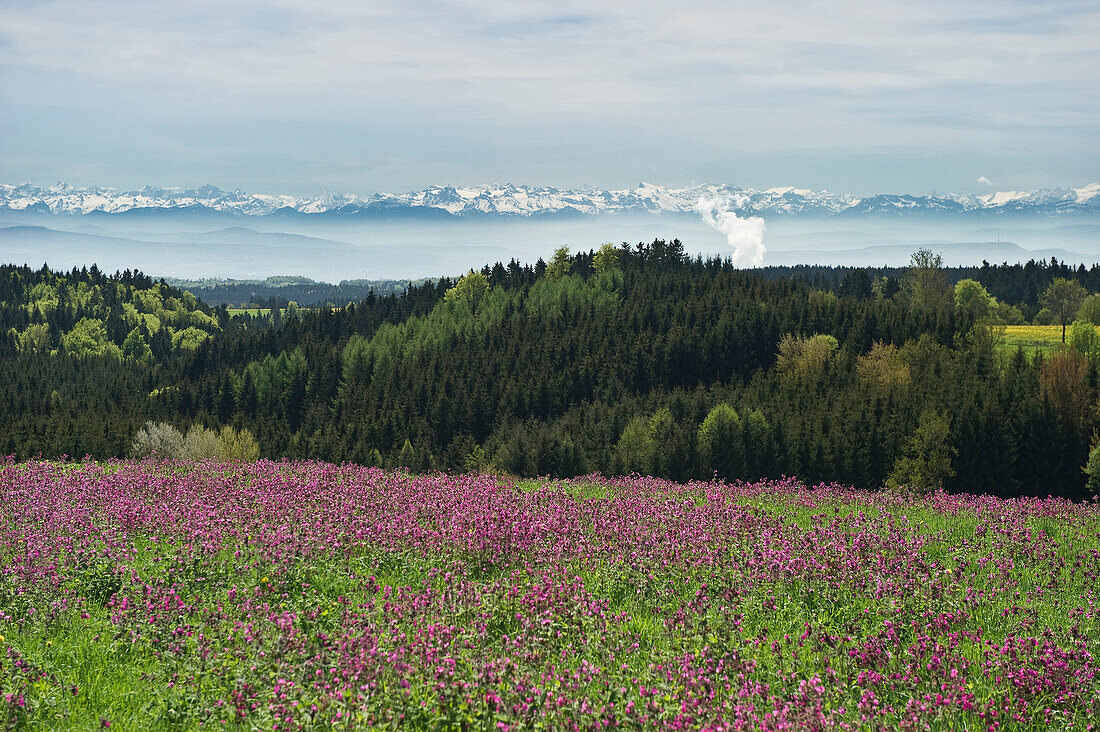 Flower meadow and Swiss Alps, Black Forest, Baden-Wuerttemberg, Germany, Europe