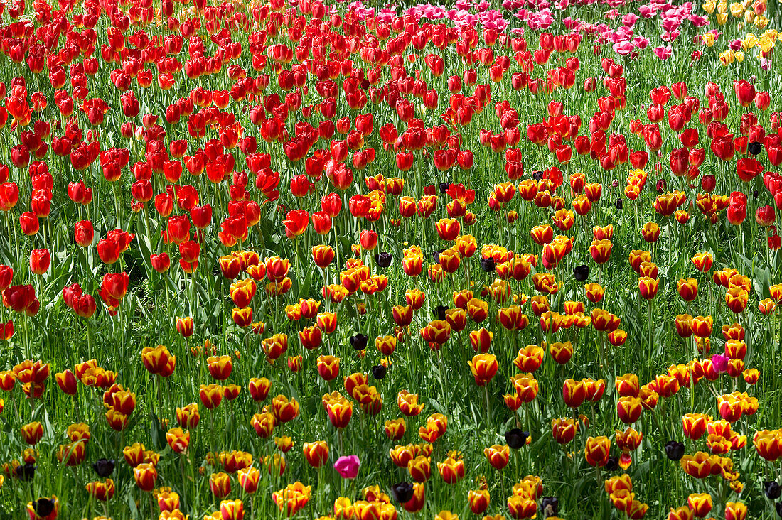 Tulpenwiese, Insel Mainau, Bodensee, Baden-Württemberg, Deutschland, Europa