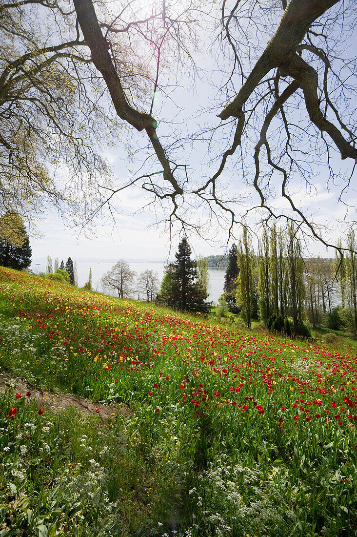 Tulpenwiese und Bodensee, Insel Mainau, Bodensee, Baden-Württemberg, Deutschland, Europa