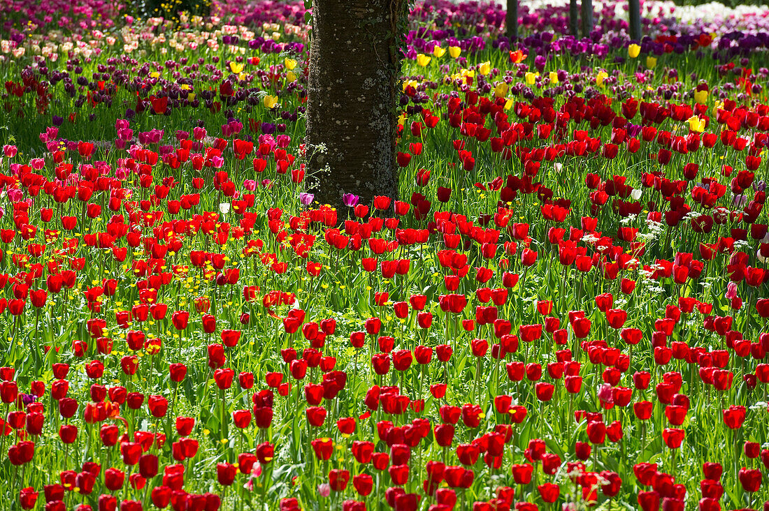 Flower meadow with tulips, Mainau Island, Lake Constance, Baden-Wuerttemberg, Germany, Europe