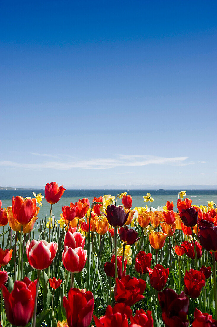 Flower meadow with tulips, Lake Constance and the Alps in the background, Mainau Island, Lake Constance, Baden-Wuerttemberg, Germany, Europe