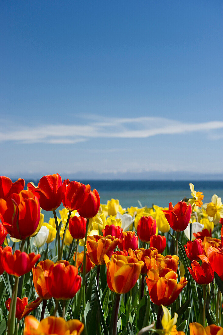 Tulpenwiese mit Bodensee und Alpen, Insel Mainau, Bodensee, Baden-Württemberg, Deutschland, Europa