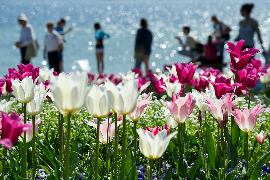 Flower meadow with tulips, Mainau Island, Lake Constance, Baden-Wuerttemberg, Germany, Europe