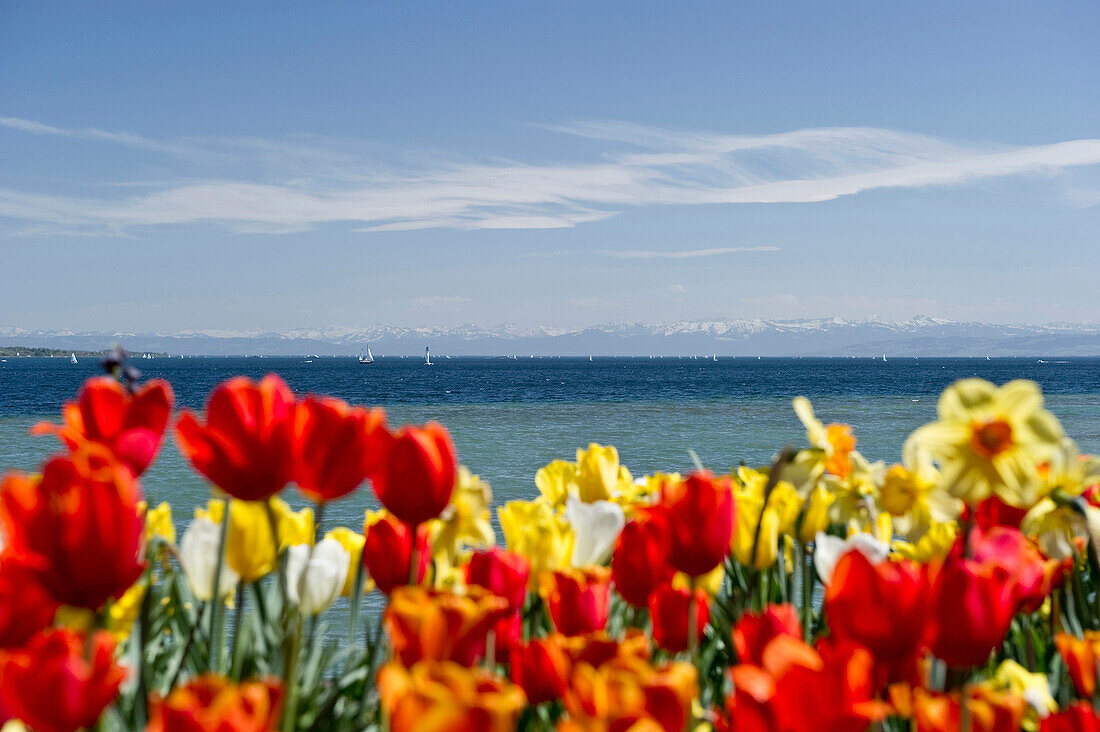 Flower meadow with tulips, Lake Constance and the Alps in the background, Mainau Island, Lake Constance, Baden-Wuerttemberg, Germany, Europe