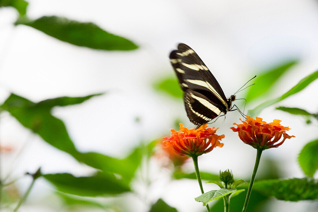 Butterfly on a flower, House of butterflies, Mainau Island, Lake Constance, Baden-Wuerttemberg, Germany, Europe