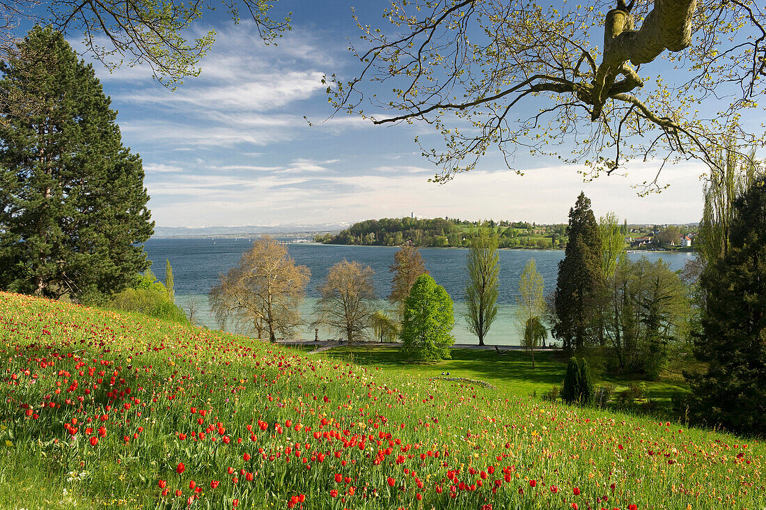 Tulpenwiese mit Bodensee und Alpen, Insel Mainau, Bodensee, Baden-Württemberg, Deutschland, Europa