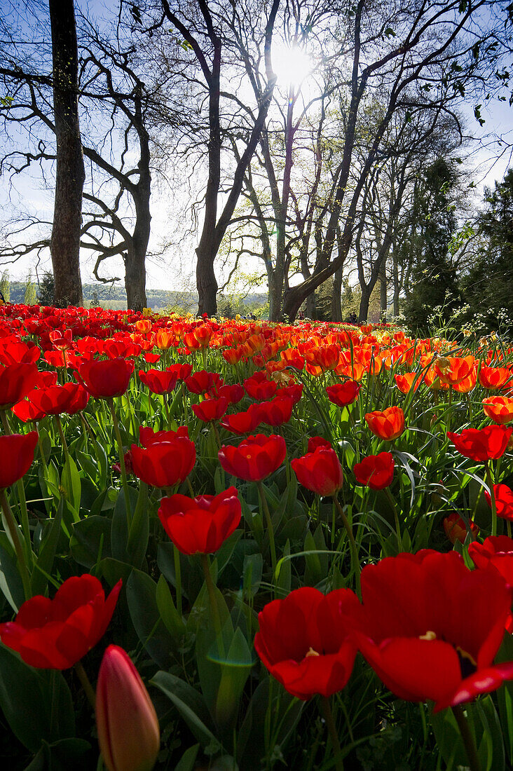 Tulpenwiese, Insel Mainau, Bodensee, Baden-Württemberg, Deutschland, Europa