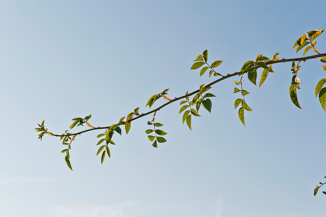 Branch of rose bush with blue sky in the background, Bavaria, Germany