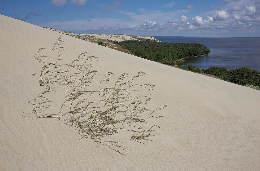 Gräser auf Wanderdüne, Kurisches Haff nördlich von Perwelk, Pervalka, Kurische Nehrung, Ostsee, Litauen, Europa