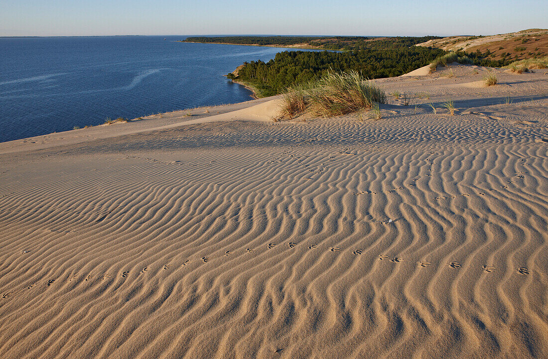 Sandrippel auf einer Wanderdüne, Kurisches Haff nördlich Perwelk, Ostsee, Litauen, Europa