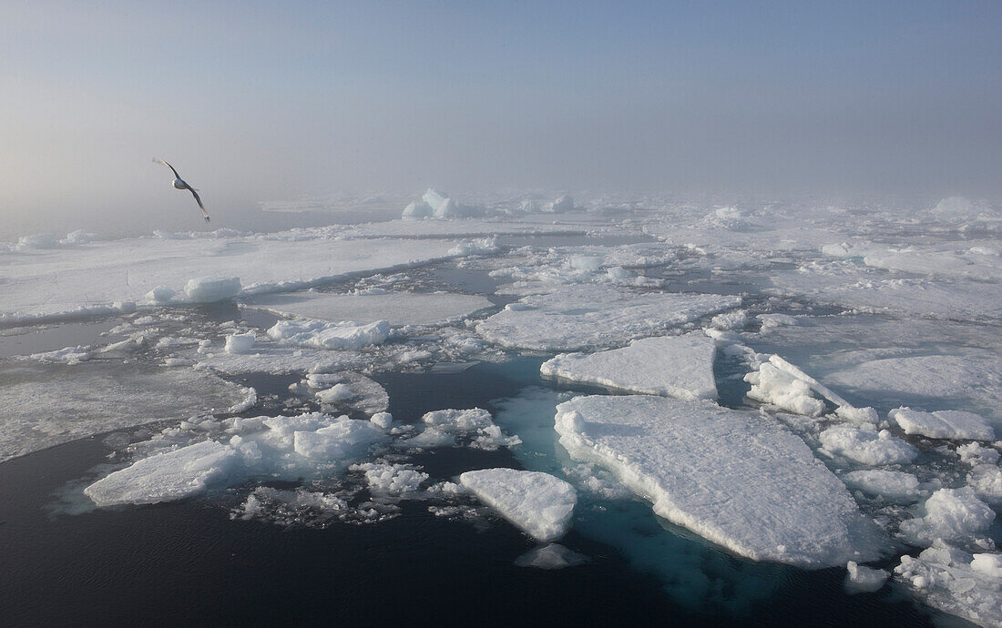 Fog over pack ice, Hinlopenstretet, Arctic Ocean, Svalbard, Norway, Europe