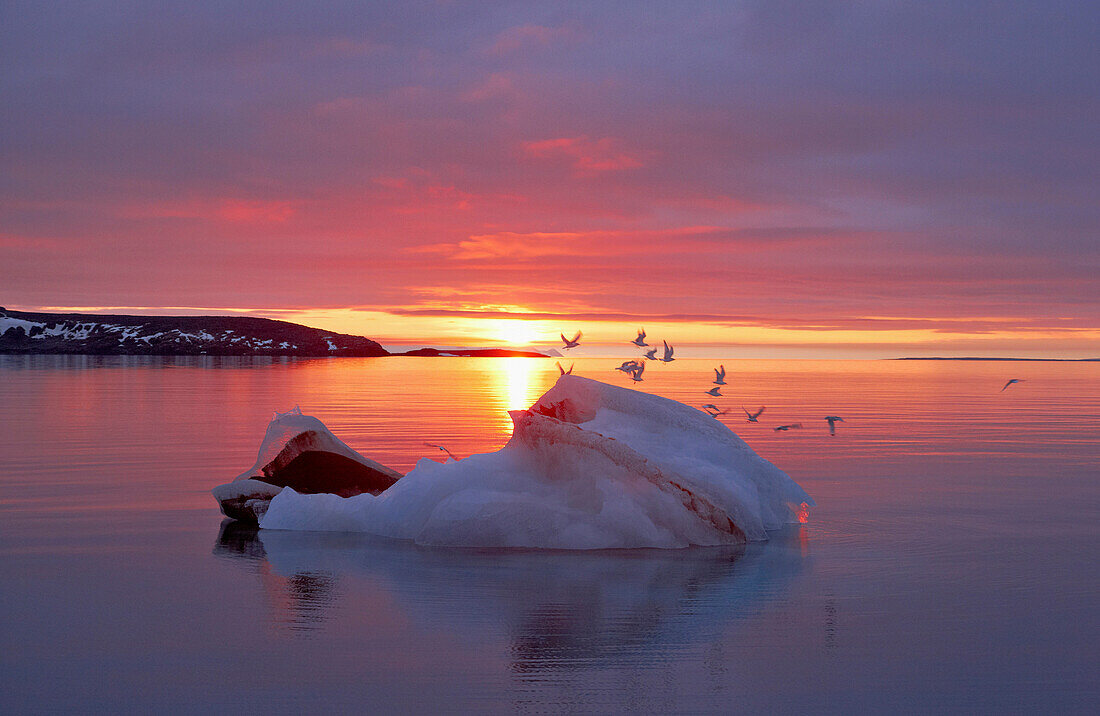 Gulls, black-legged Kittiwake, flying over an iceberg with the midnight sun, Hinlopenstretet, Svalbard, Arctic Sea, Norway, Europe