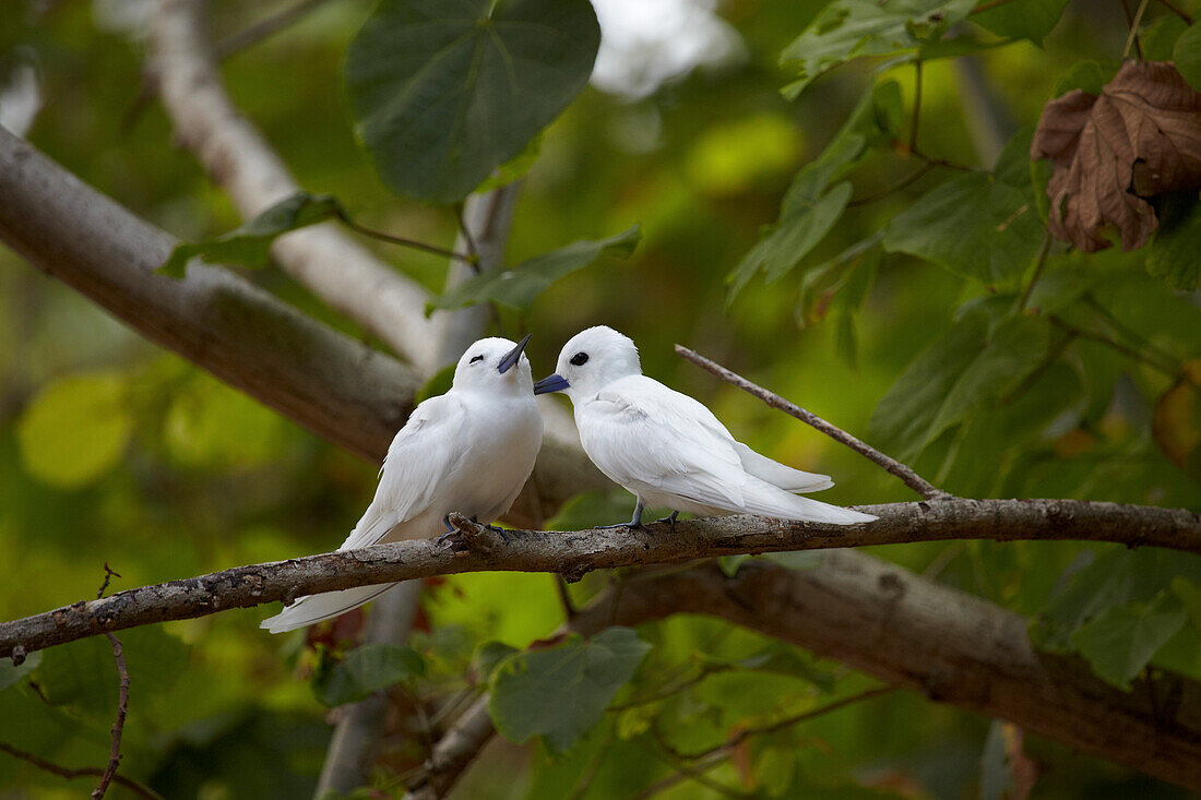 White Terns sitting on a branch, Curieuse Island, Seychelles, Indian Ocean