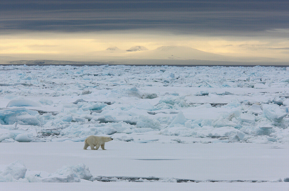 Polar bear in pack ice, Arctic Ocean, Spitzbergen, Norway, Europe