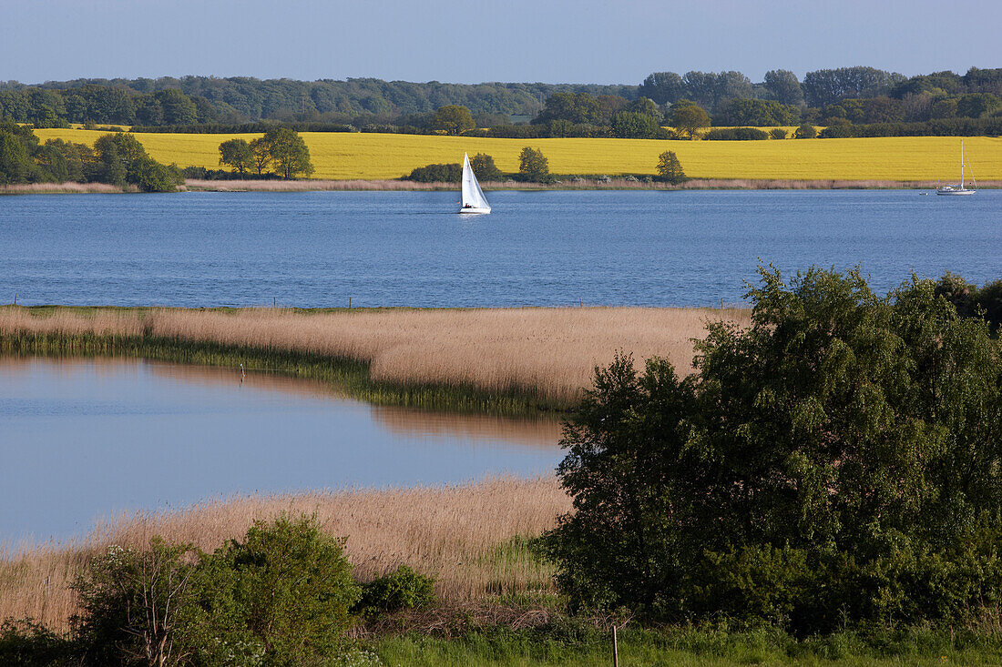 Segelboot auf der Schlei, Lindaunis, Ostseeküste, Schleswig Holstein, Deutschland