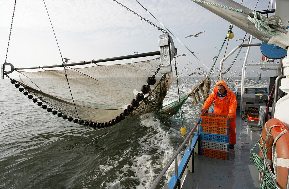 Krabbenfang auf einem Krabbenkutter, Nordfriesland, Nordsee, Schleswig Holstein, Deutschland