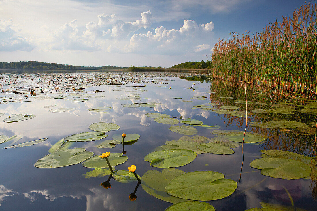 Water lilies on the surface of Gross Schauener Lake, Sielmann Naturlandschaft, Brandenburg, Germany