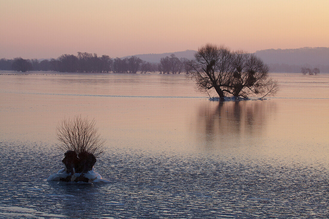 Vereistes Odertal im Winter, Nationalpark Unteres Odertal bei Schwedt, Brandenburg, Deutschland