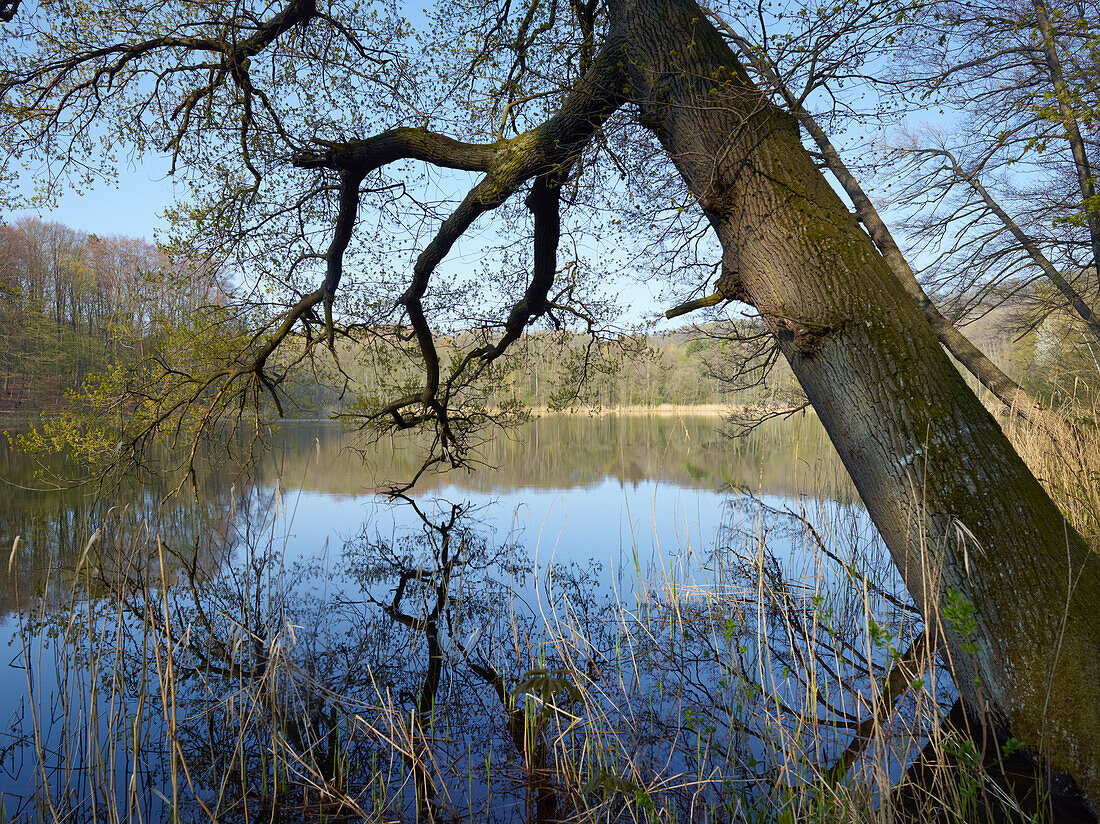 Oak tree on the banks of lake Tornowsee, Maerkische Schweiz Nature Park, Brandenburg, Germany