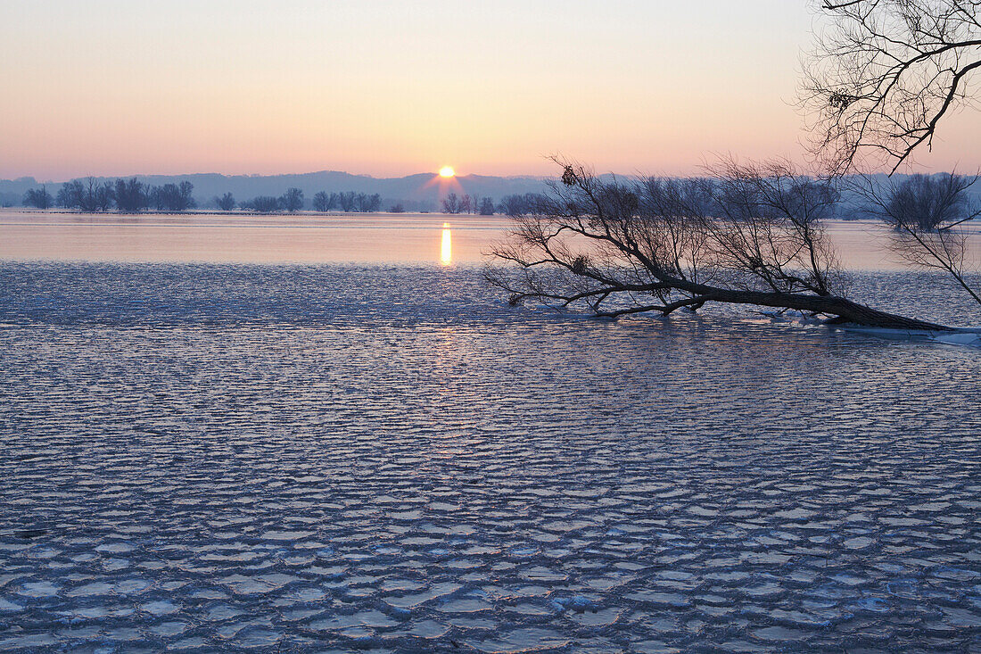 Vereistes Odertal im Winter bei Sonnenaufgang, Nationalpark Unteres Odertal bei Schwedt, Brandenburg, Deutschland