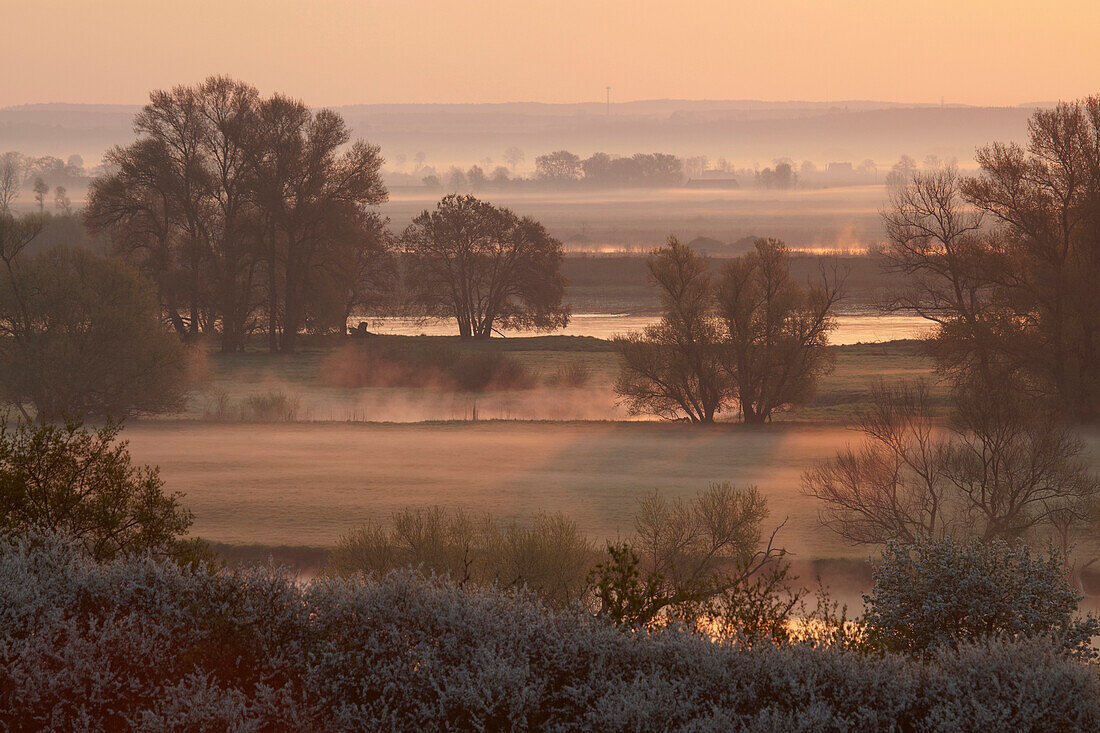 Nebel bei Sonnenaufgang an der Oder bei Lebus, Frankfurt/Oder, Brandenburg, Deutschland