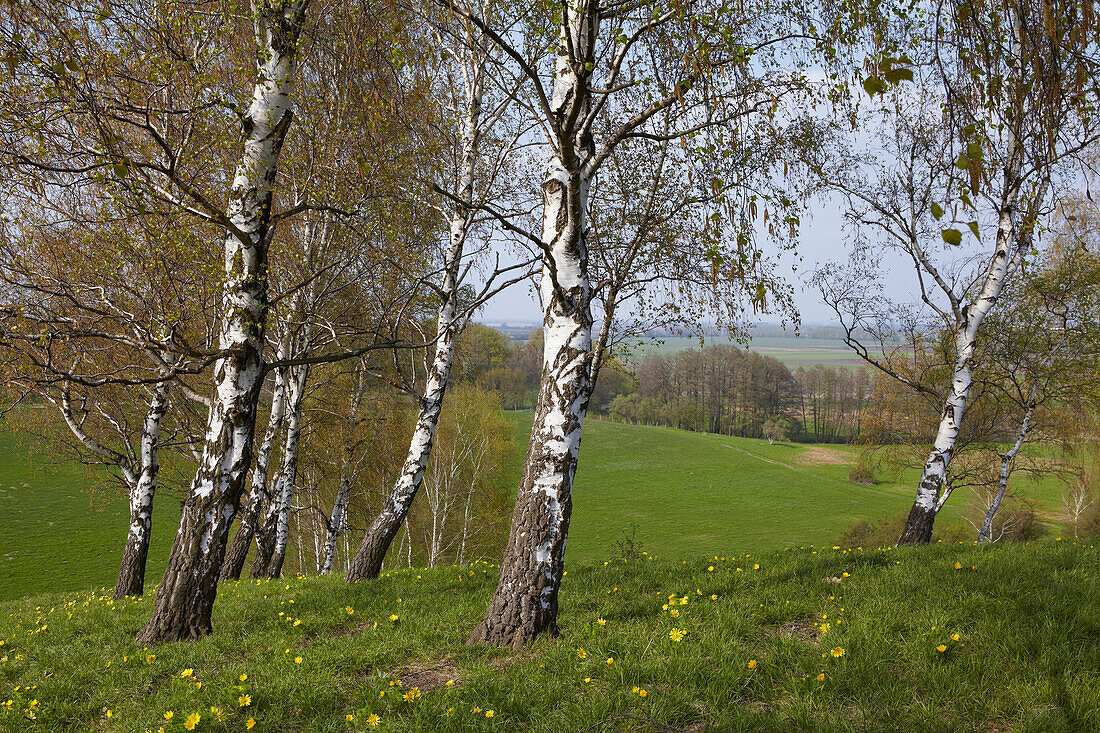 Adonis flowers and birch trees on the banks of the river Oder, Lebus Land, Brandenburg, Germany