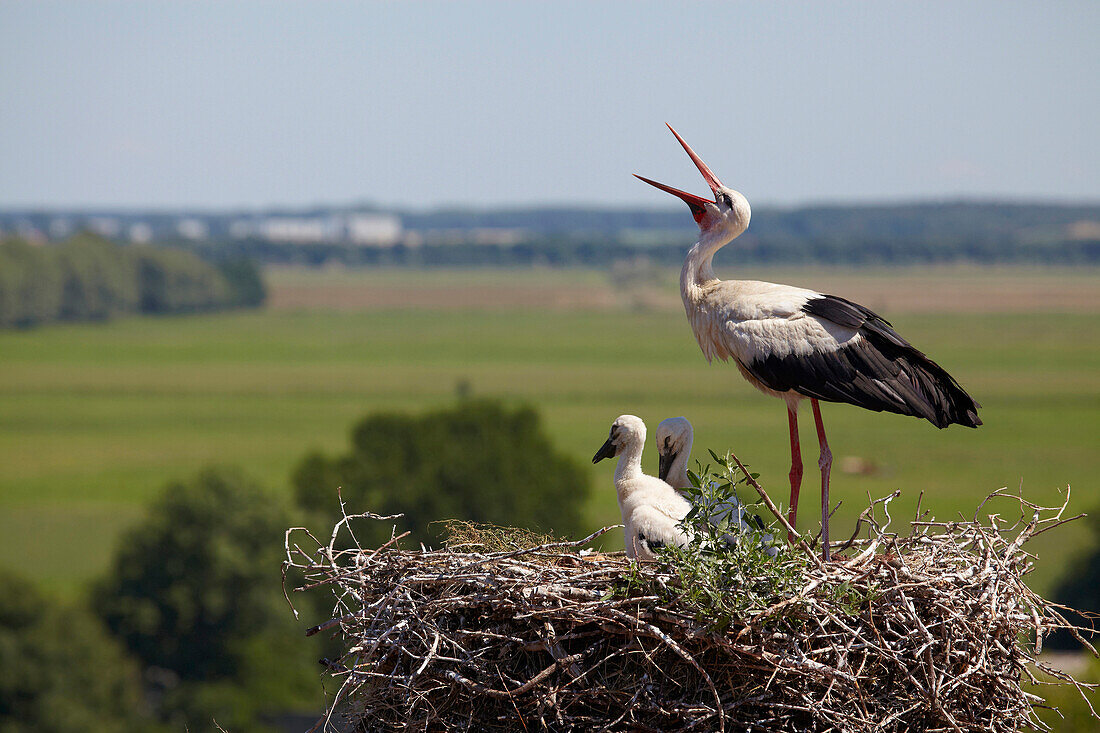 Stork's nest with Stork and chicks on the top of the village church, Linum, Brandenburg, Germany