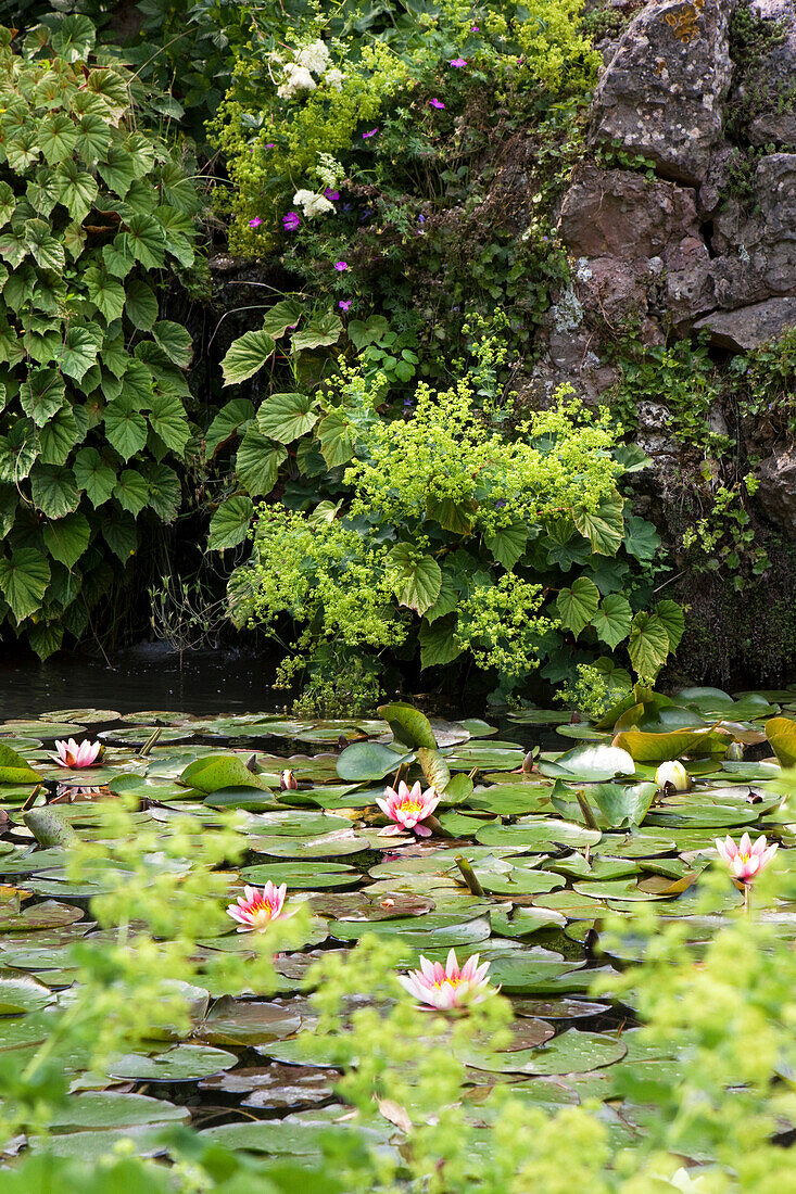 Pond with water lilies at Andre Hellers' Garden, Giardino Botanico, Gardone Riviera, Lake Garda, Lombardy, Italy, Europe