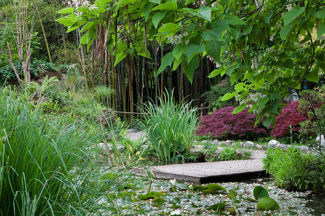 Blick auf Teich mit Bambuswald im Hintergrund im Garten von Andre Heller, Giardino Botanico, Gardone Riviera, Gardasee, Lombardei, Italien, Europa