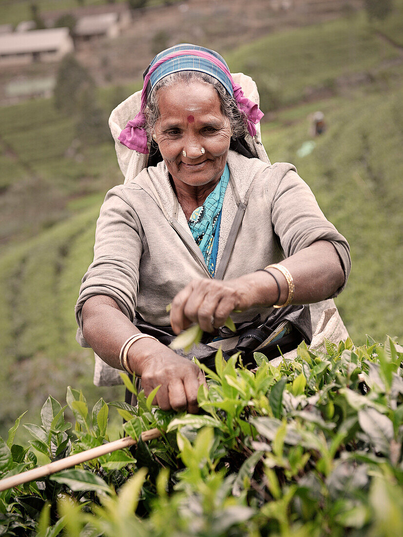 Tamilische Teepflückerin erntet Teeblätter auf einer Plantage, Teeherstellung, Haputale, Hochland, Sri Lanka