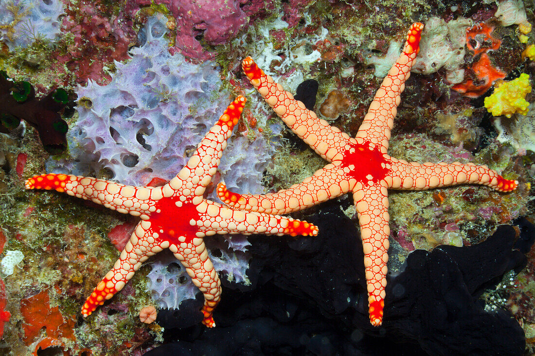 Rote Maschen Seesterne, Fromia monilis, Baa Atoll, Indischer Ozean, Malediven
