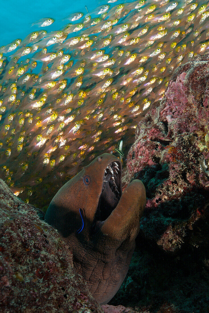 Riesen Muräne in Felsspalte, Gymnothorax javanicus, Baa Atoll, Indischer Ozean, Malediven