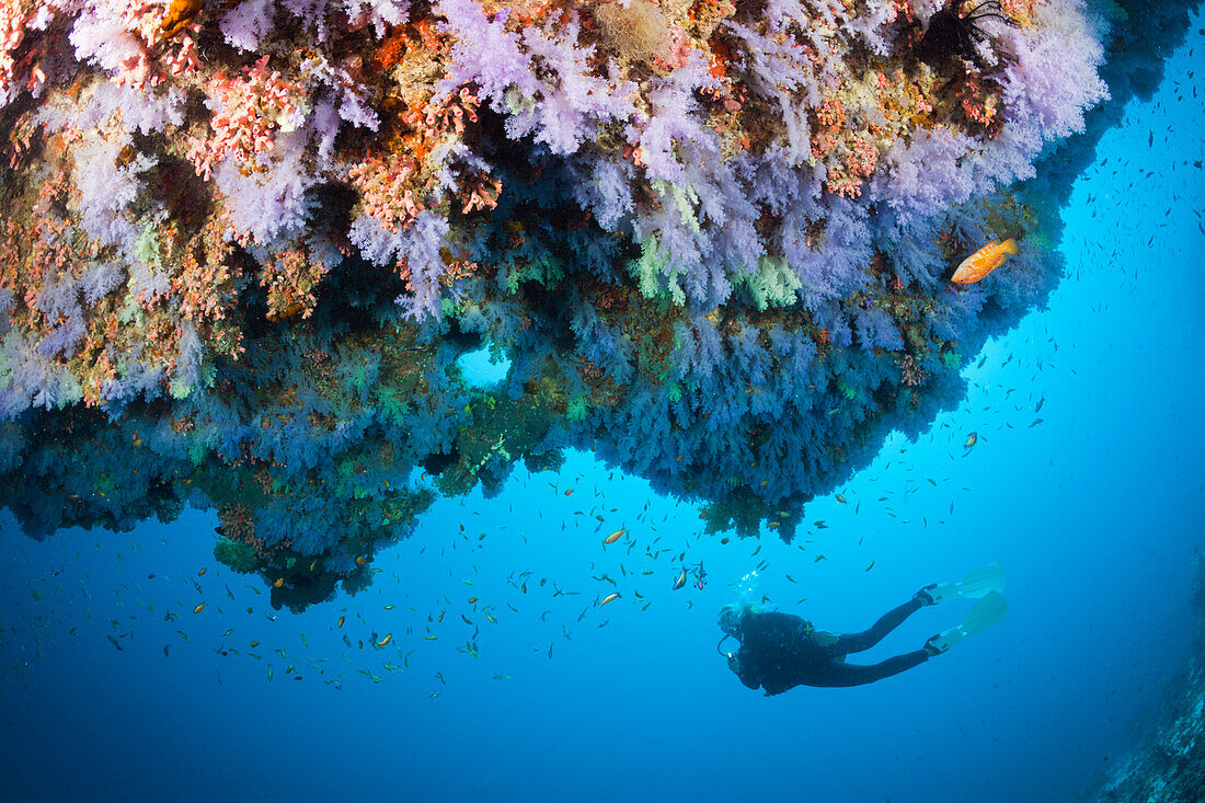 Taucher und Korallenfische, Nord Male Atoll, Indischer Ozean, Malediven